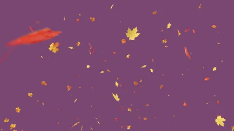 Maple Burst on Pastel Background Stock Footage 250151306