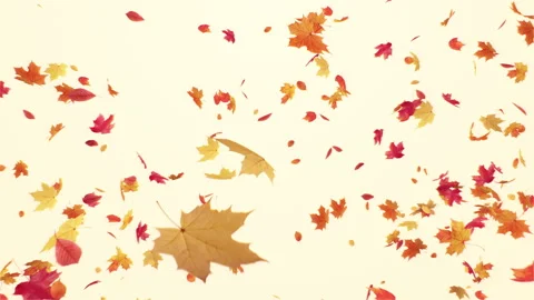 Maple Burst on Pastel Background Stock Footage 276956701