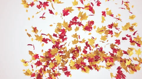 Maple Burst on Pastel Stock Footage 281167973