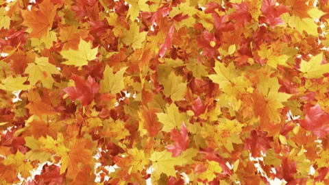 Maple Burst on White Background Stock Footage 246349360