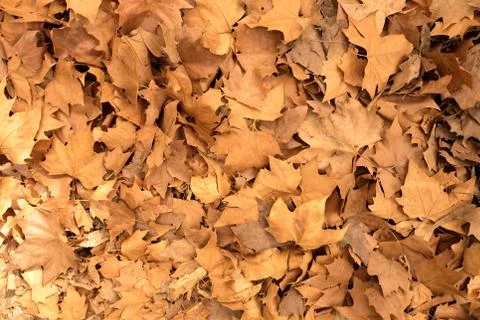 Maple carpet leaves Foto stock