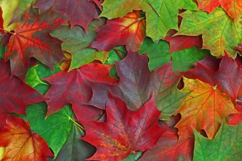 Maple carved leaves Stock Photos