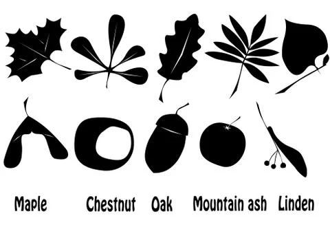 Maple chestnut oak 库存插图