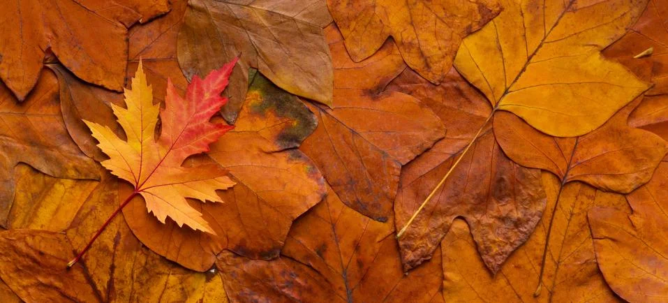 Maple colored fresh fallen leaf on autumn orange background Stock Photos