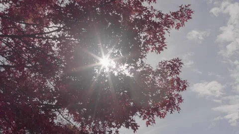 Maple Daydream Stock Footage 300999175