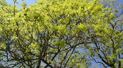 Maple deciduous tree leaf buds and blooms on blue sky in spring Stock Footage 48711877