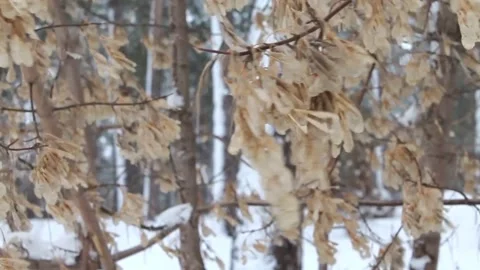 Maple earrings flutter in the wind Vidéo 170191886
