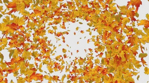 Maple Explosion Stock Footage 154631391