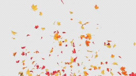 Maple Explosoin on Alpha Stock Footage 299683378