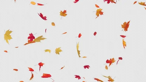 Maple Fall on Alpha Stock Footage 248131119