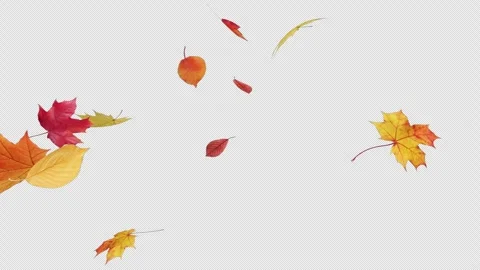 Maple Fall on Alpha Stock Footage 249137393