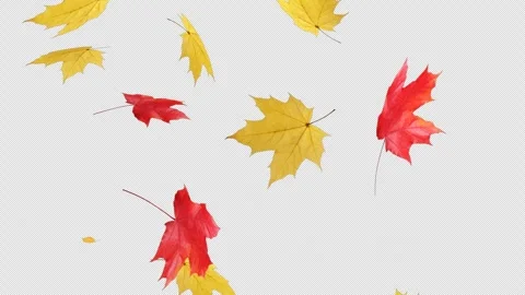 Maple Fall on Alpha Stock Footage 270293706