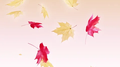 Maple Fall on Alpha Stock Footage 270293867