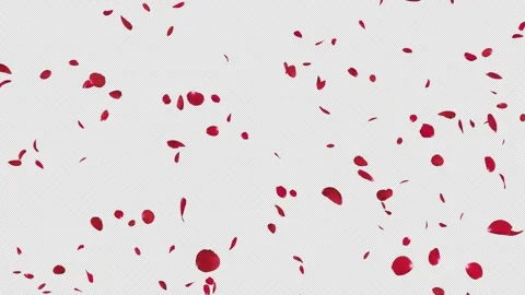 Maple Fall on Alpha Stock Footage 282437323