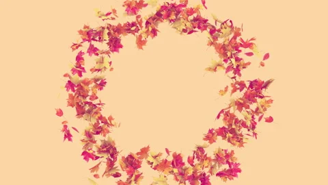 Maple Fall on Alpha Stock Footage 284199746