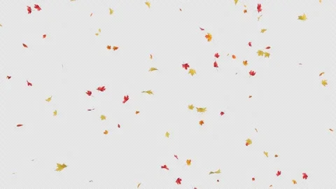 Maple Fall on Alpha Stock Footage 286792389