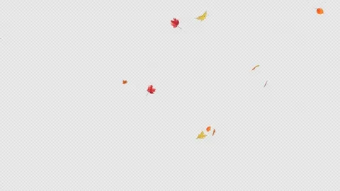 Maple Fall on Alpha Stock Footage 294483283