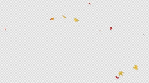 Maple Fall on Alpha Stock Footage 295012450