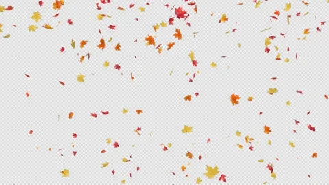 Maple Fall on Alpha Stock Footage 295742820
