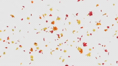 Maple Fall on Alpha Stock Footage 295742918