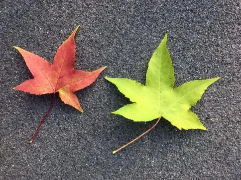 Maple fall colored leaves Stock Photos