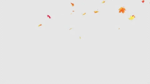 Maple Fall Stock Footage 253872447