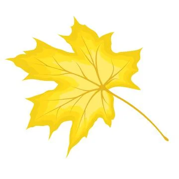 Maple Fall Leaf Stock Illustration