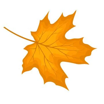 Maple Fall Leaf Stock Illustration