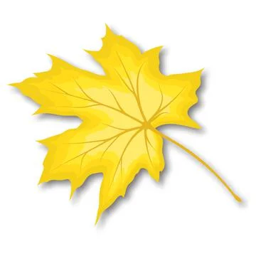 Maple Fall Leaf Stock Illustration