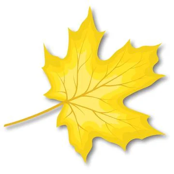 Maple Fall Leaf Stock Illustration