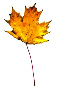 Maple fall leaf Stock Photos