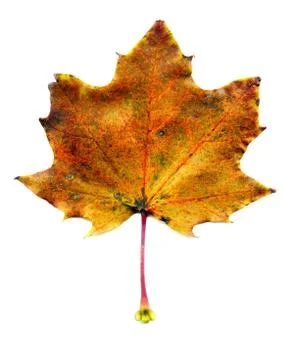 Maple fall leaf Stock Photos
