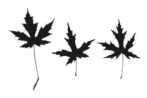Maple fall leaves icons set. Autumn leaf collection, black fill color isolated Stock Illustration