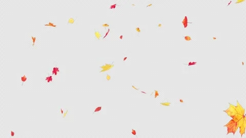 Maple Fall Loop on Alpha Channel Stock Footage 253872494