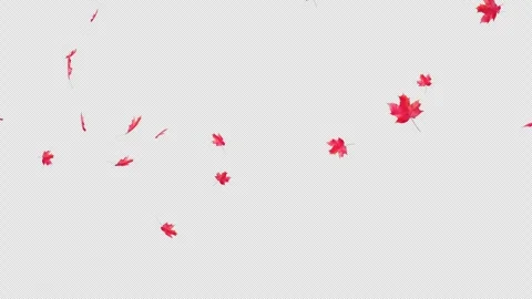 Maple Fall Loop on Alpha Stock Footage 259693866