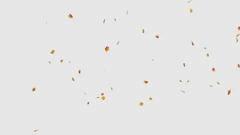 Maple Fall Loop Stock Footage 155724306