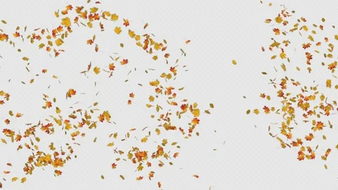 Maple Fall Loop Stock Footage 155724413