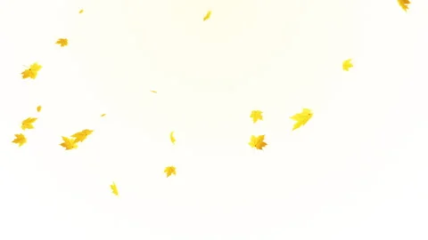 Maple Fall Loop on Pastel Stock Footage 259697358