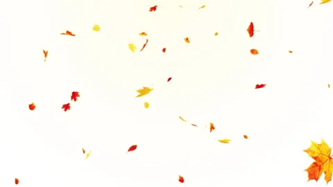 Maple Fall on Pastel Background Stock Footage 253872536
