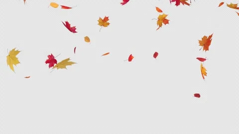 Maple Fall on Pastel Stock Footage 248130869