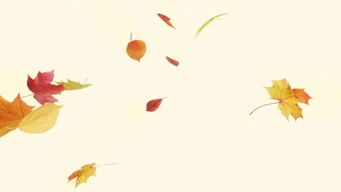 Maple Fall on Pastel Stock Footage 249137459