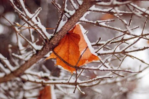 Maple fallen leaf on tree brunches covered with first snow Stock Photos
