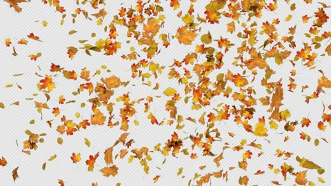 Maple Falling Stock Footage 182867704