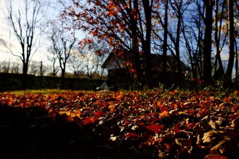 Maple Falling Leaves and Sunset Beam on Ground in the Backyard. Stock Photos