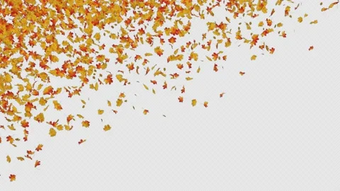 Maple Falling Transition Stock Footage 156376926