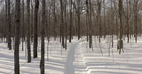 Maple farm in winter Video stock 151549821