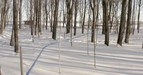 Maple farm in winter Video stock 151549850
