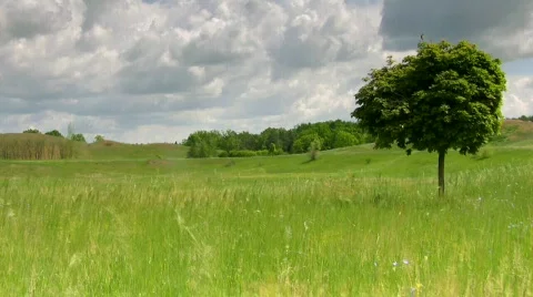 Maple in the field Stock-Footage 436821