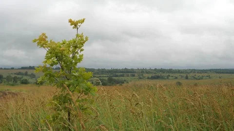 Maple on the field. Stock Footage 114018659