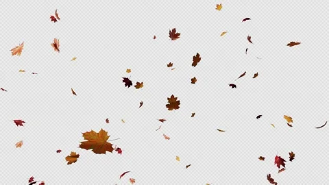 Maple Floating Element Video stock 255577971